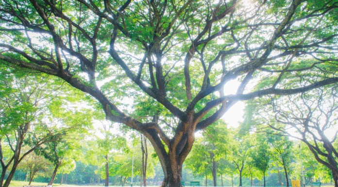The Consequences of Pregnancy: Stop-Start-Continue large tree with wide branches