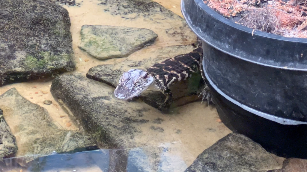 A baby alligator at the Eddie V. Gray Wetlands Center