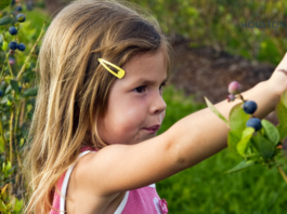 young girl picking blackberries