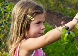 Houston Area Guide to Fruit Picking: Blueberries and Blackberries young girl picking blackberries