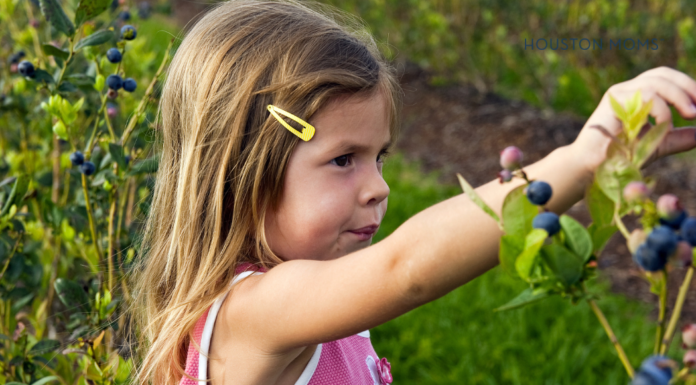 young girl picking blackberries