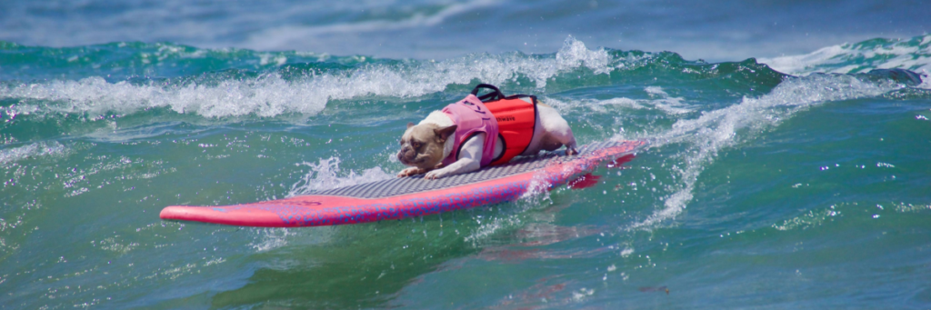 Stock image of a dog surfing